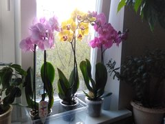 Orchids