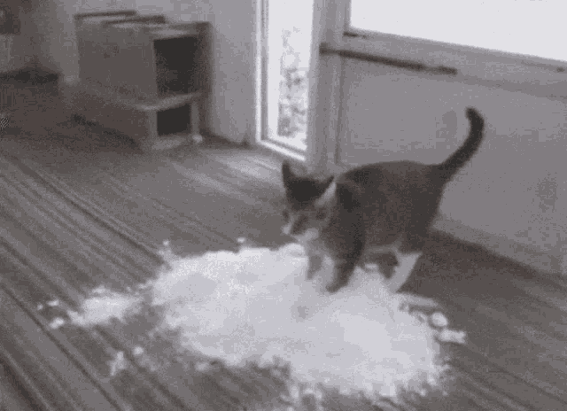 cat.gif.448ffe7b12493c2f31ef3319a287e3a4.gif